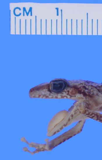 Media type: image; Herpetology A-43194